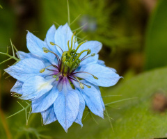 in blue
