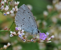 Bläuling - Lycaenidae - on Sea Lavender