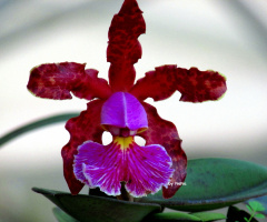 Orchid