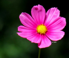 Beauty in simplicity
