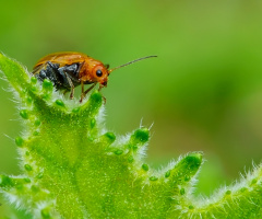 Lady Bugs