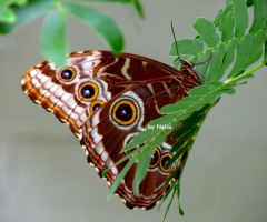 Blue Morpho