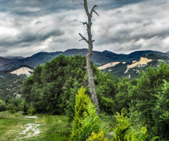 The tree