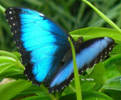 Blue Butterfly