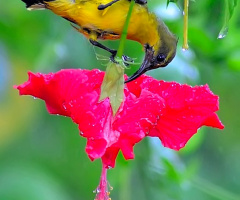 Sun Bird #2