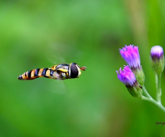 leading to purple flowers