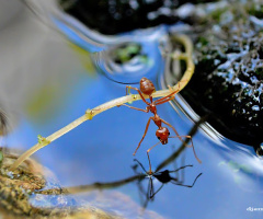 My reflection