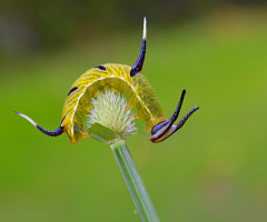 Green Caterpillar