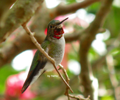 Broad Tailed Hummingbird