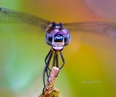 Smiling Dragonfly