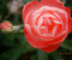 花的上方