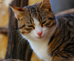mrrrrrr