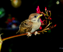 Sparrow