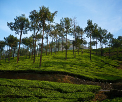 green tea