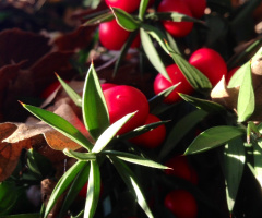 red balls