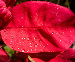 water drops