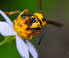 Yellow Jacket