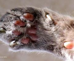 Paw of a kitten