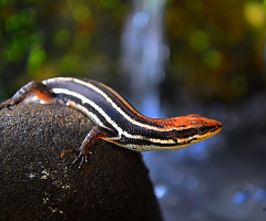 Lizard
