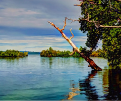 Coastal mangroves