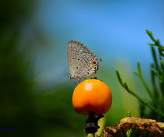 Perched above the yellow fruit