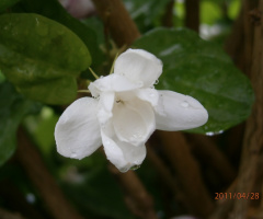 茉莉花