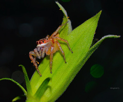 Spider #2