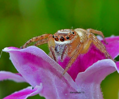 Spider #3