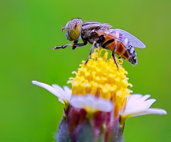 Flies above flowers