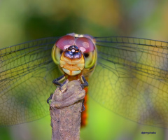 Dragonfly Face