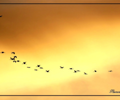 Migración