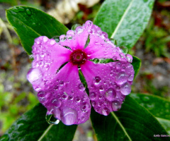 Vinca....After the Storm