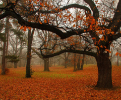 winter like an autumn...