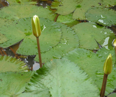 Lotus