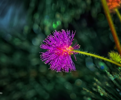 Flower1