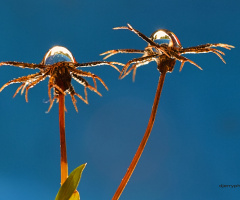 Two water droplets