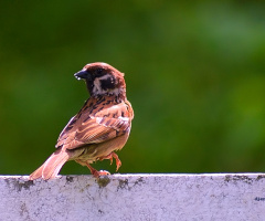 Sparrow 3