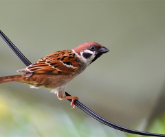 Sparrow 2