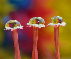 Three dew