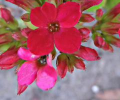 Kalanchoe