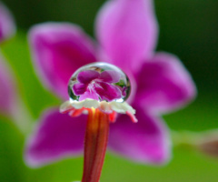 Flower in the dew