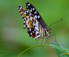 Pose sloping butterfly