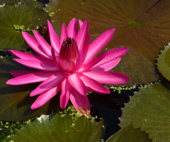 Wilhelma (Zoologischer Garten, Stuttgart/Germany)