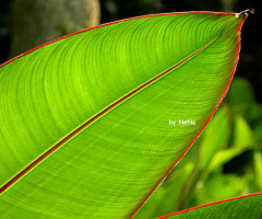 Banana leaf