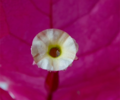 Pistil Bougneville