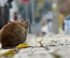 Kedidir kedi...