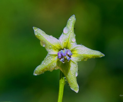 Chili Flower