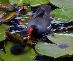 Giving food in the beak of the chick ...