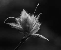 Flower bush