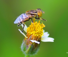 Flies above flowers